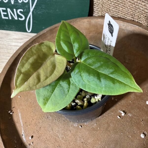 Anthurium Kuna CC1 x (DocBlock Brielle x Red Crystal)