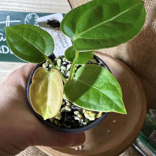 Anthurium Magnificum x Indo Papillilaminum