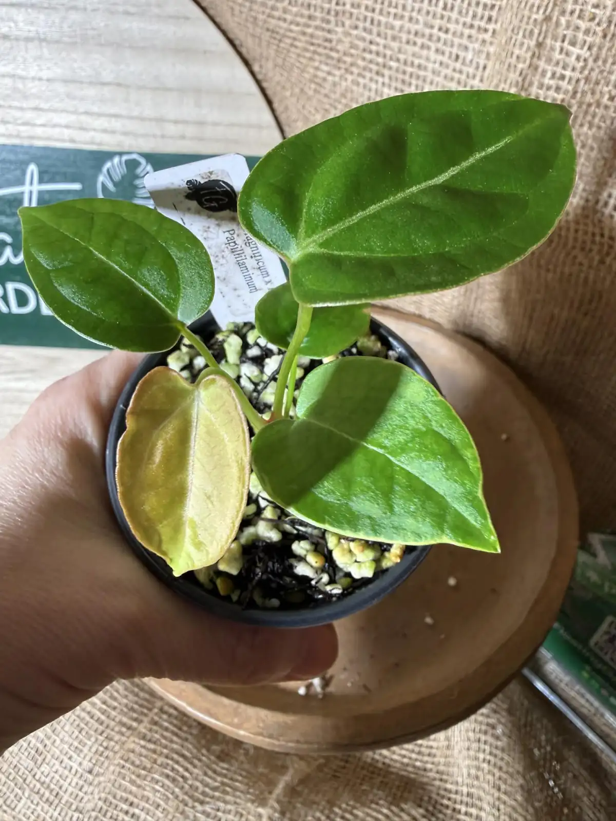 Anthurium Magnificum x Indo Papillilaminum - Image 2