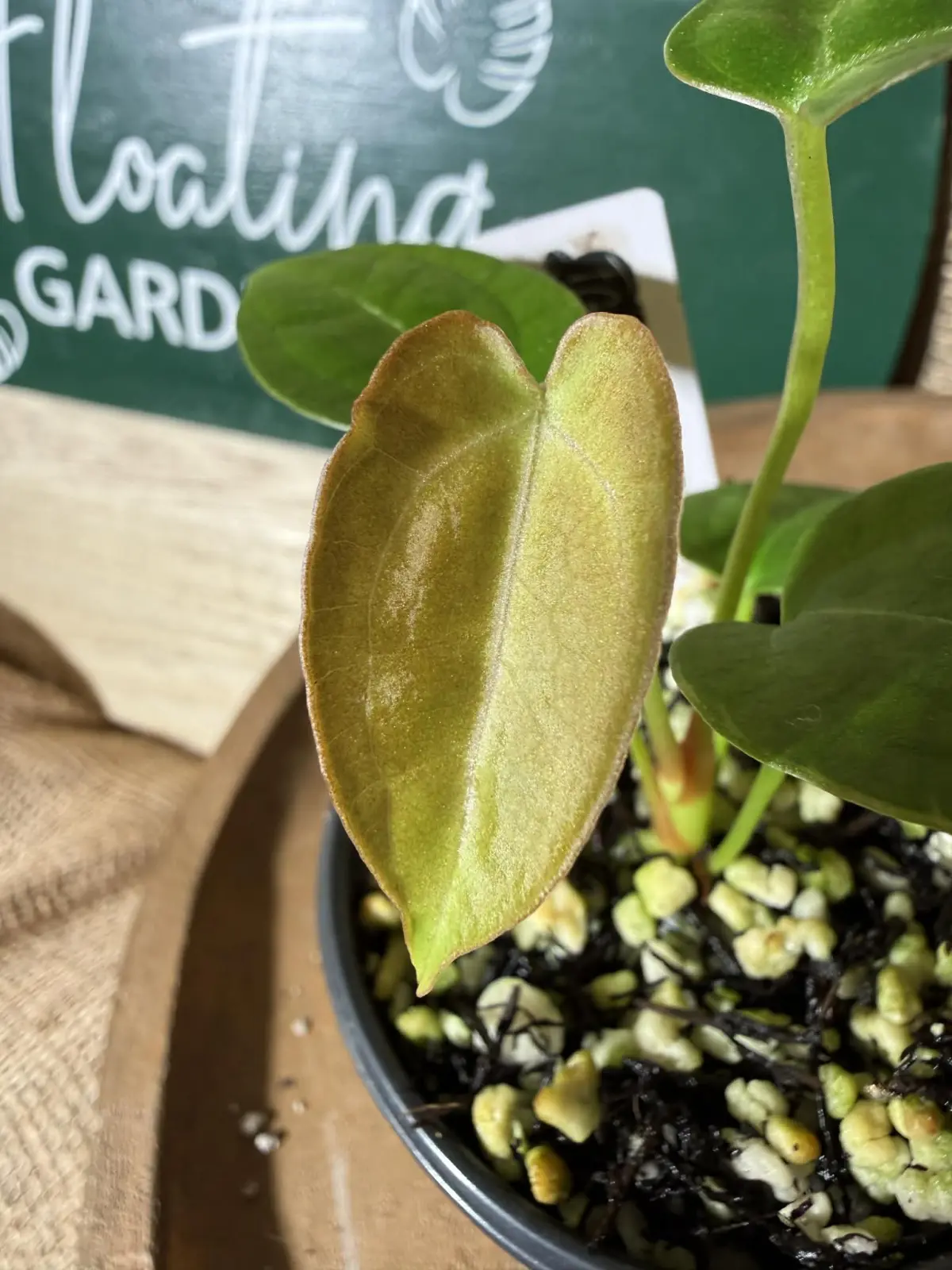 Anthurium Magnificum x Indo Papillilaminum - Image 3