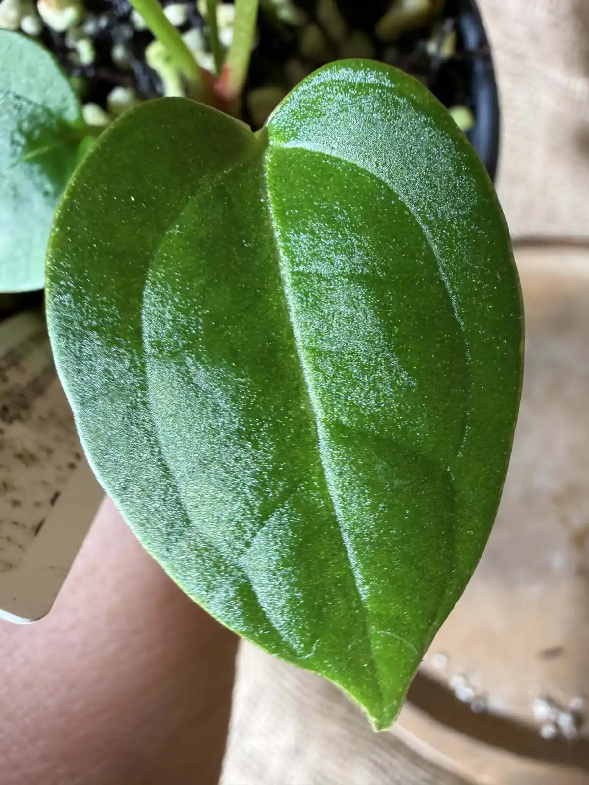 Anthurium Magnificum x Indo Papillilaminum - Image 5