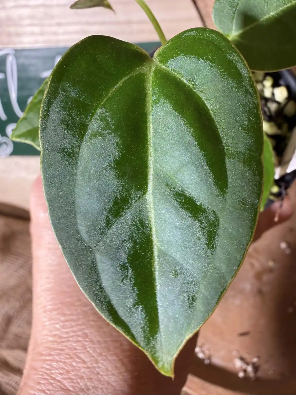 Anthurium Magnificum x Indo Papillilaminum - Image 4