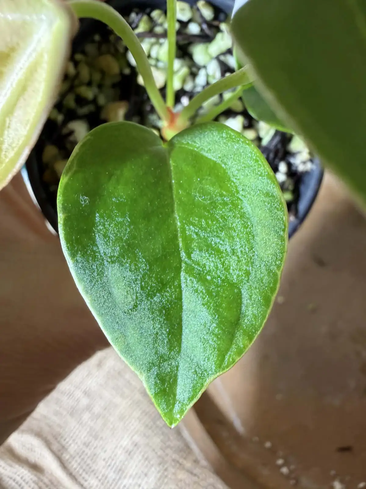 Anthurium Magnificum x Indo Papillilaminum - Image 6