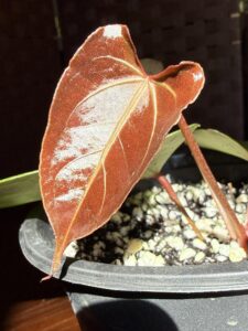 Anthurium Papillilaminum x Chamberlainii