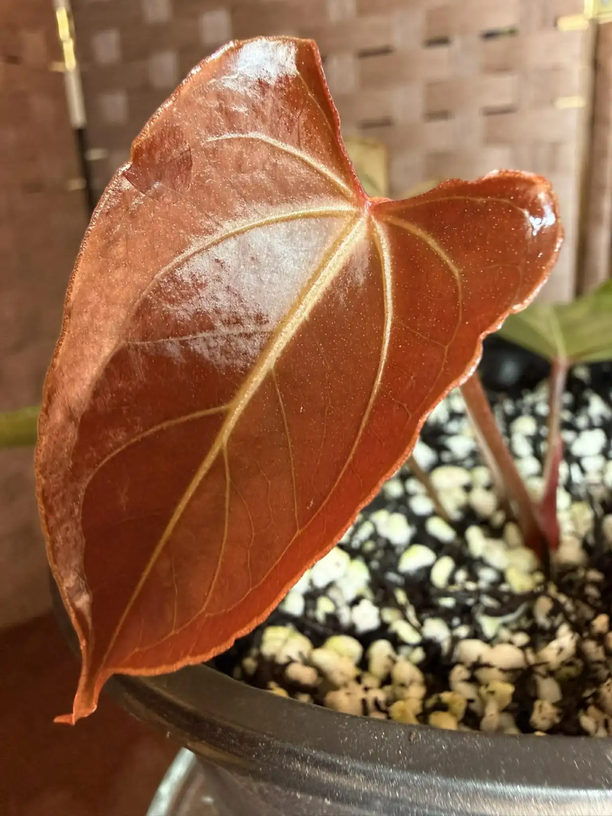 Anthurium Papillilaminum x Chamberlainii - Image 4