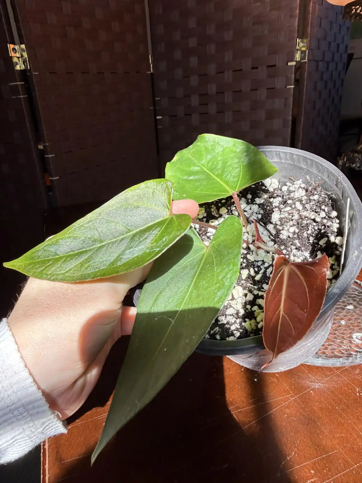 Anthurium Papillilaminum x Chamberlainii - Image 3