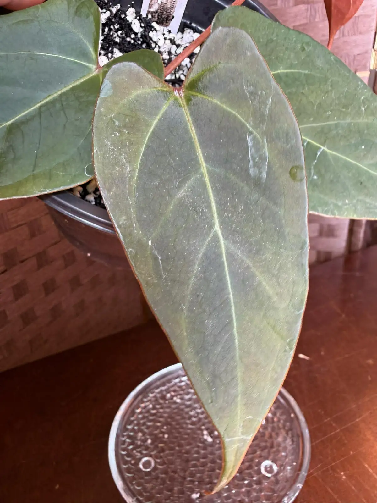 Anthurium Papillilaminum x Chamberlainii - Image 6