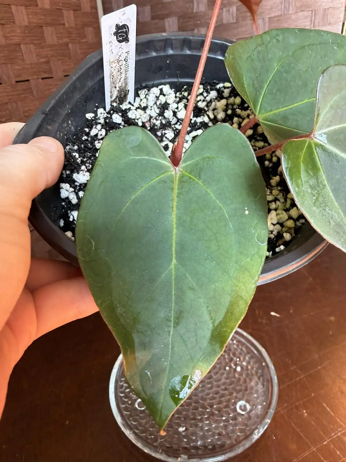 Anthurium Papillilaminum x Chamberlainii - Image 7