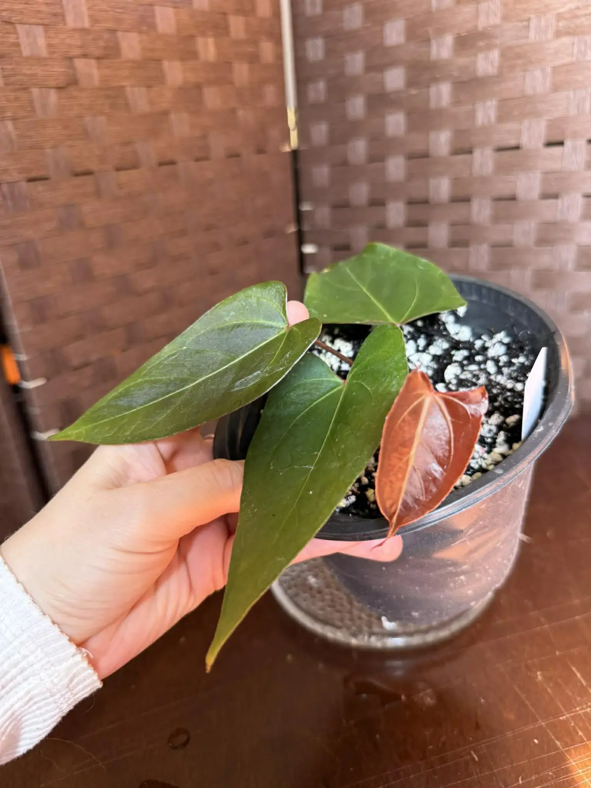 Anthurium Papillilaminum x Chamberlainii - Image 8