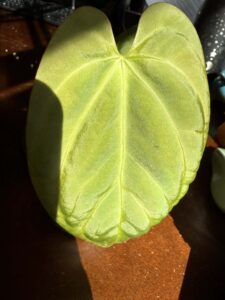 Anthurium Papillilaminum x King of Spades