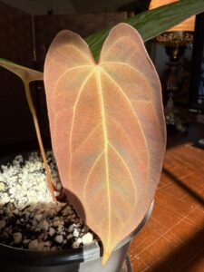 Anthurium Papillilaminum Legend x Self