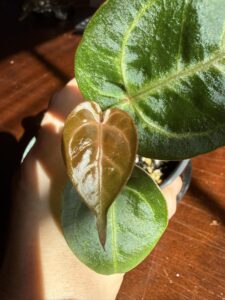 Anthurium Papillilaminum Legend x Magnificum Verde