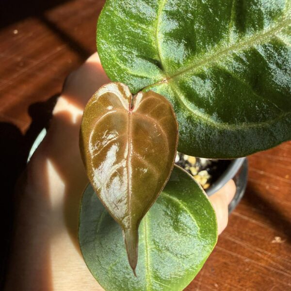 Anthurium Papillilaminum Legend x Magnificum Verde