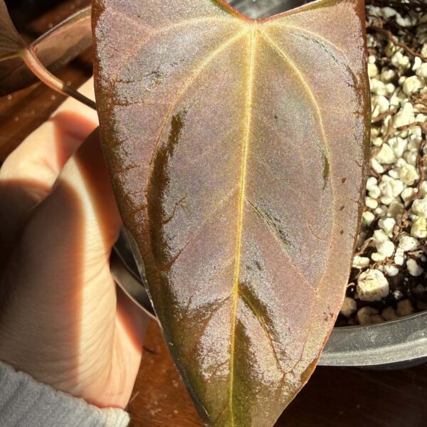 Anthurium Papillilaminum Red Steam x Dressleri