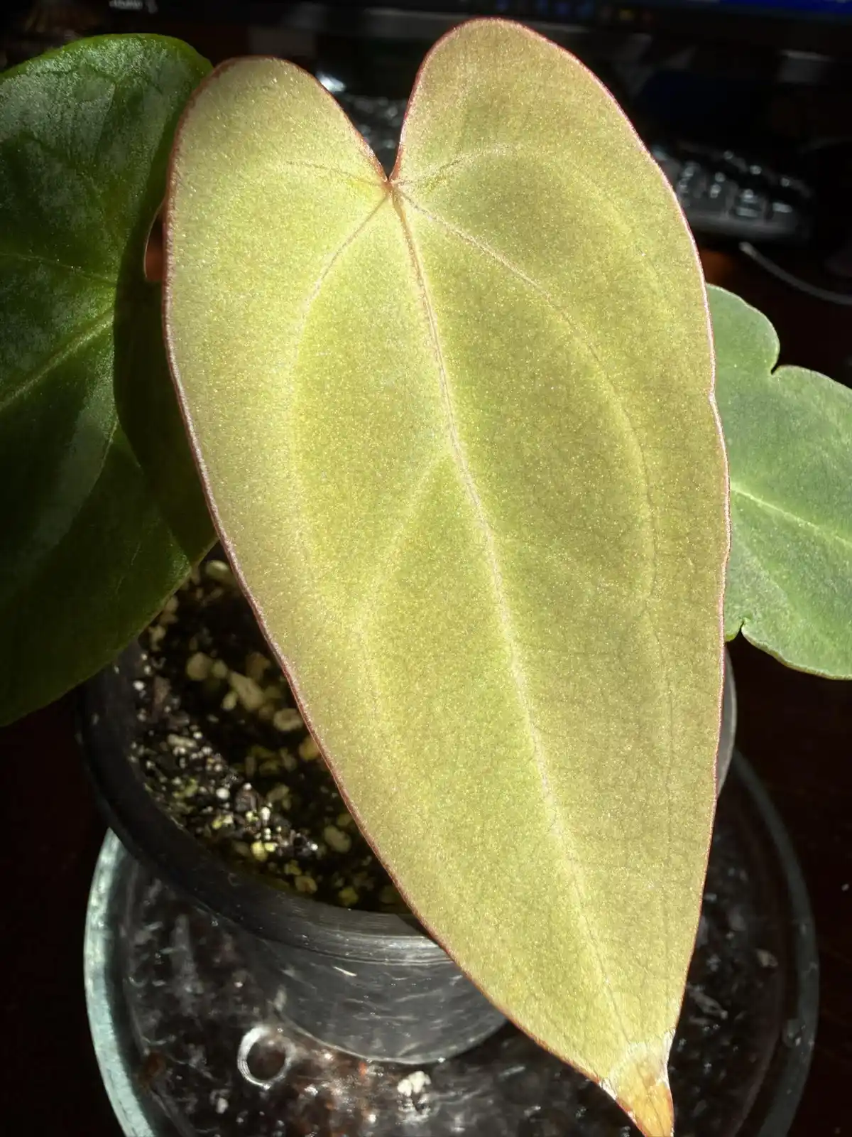 Anthurium Papillilaminum x Warocqueanum