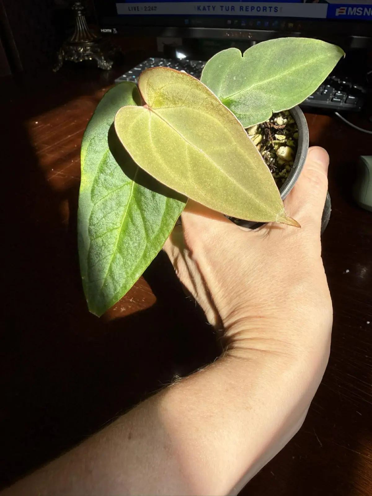 Anthurium Papillilaminum x Warocqueanum - Image 4