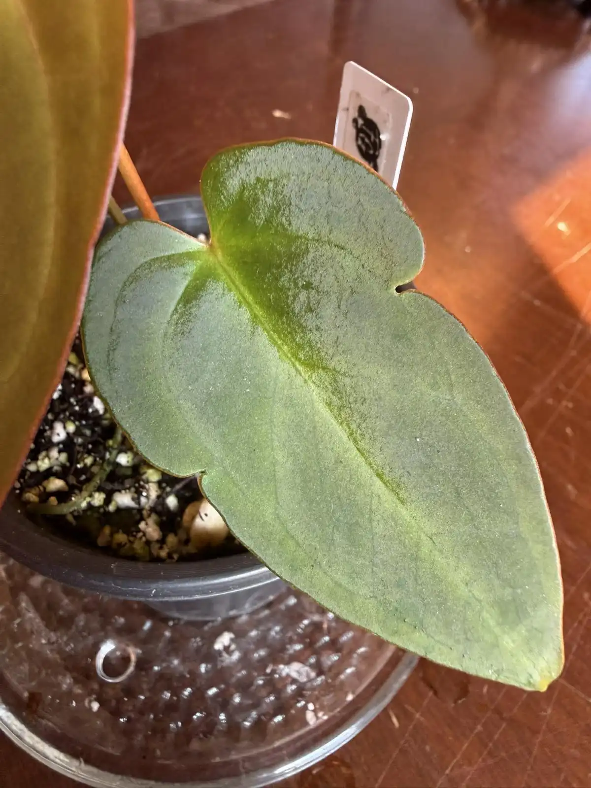 Anthurium Papillilaminum x Warocqueanum - Image 5