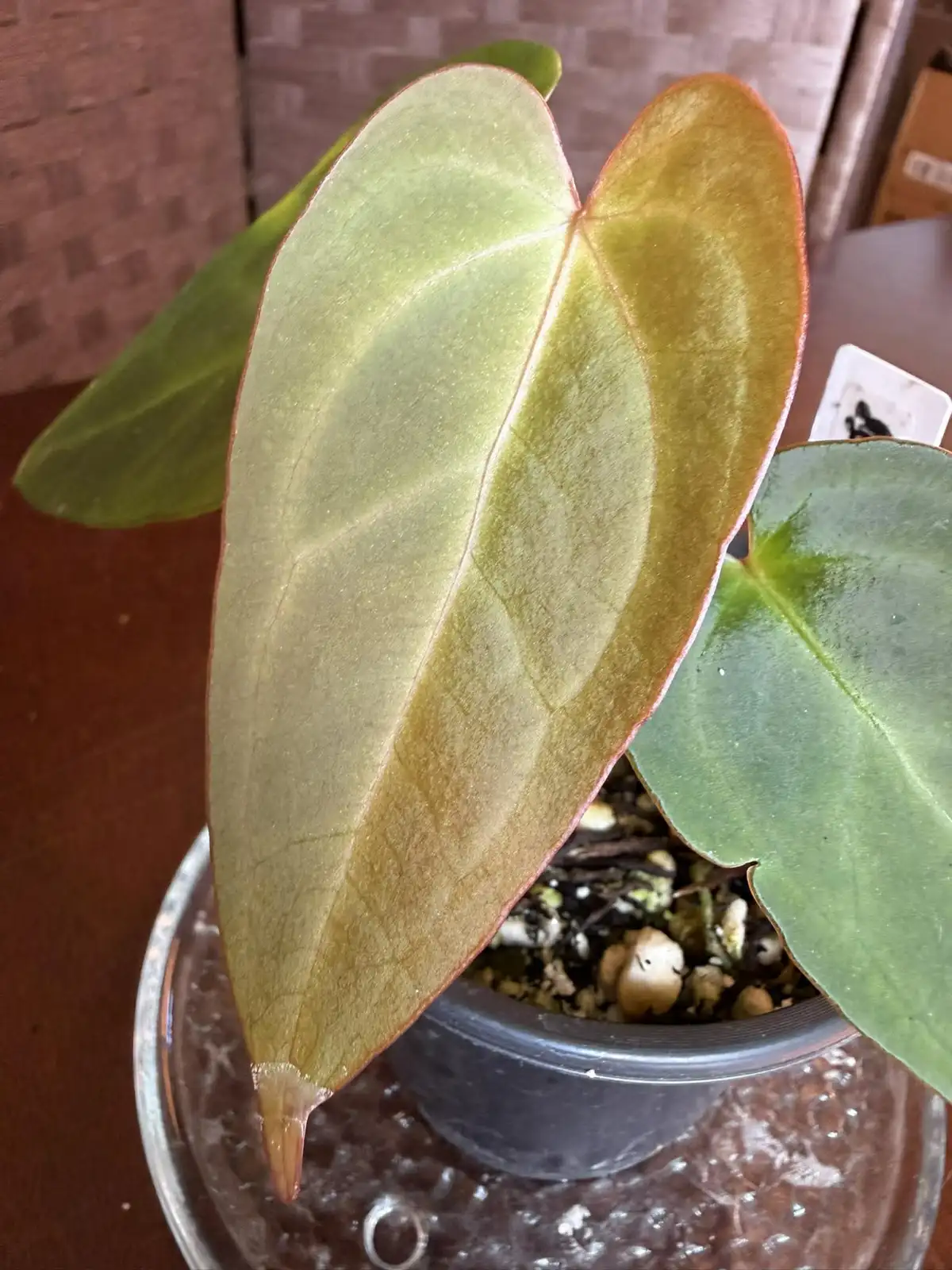 Anthurium Papillilaminum x Warocqueanum - Image 6