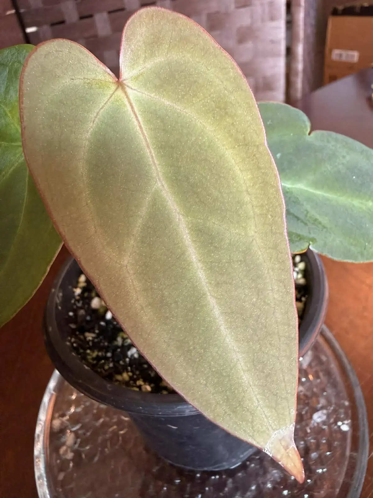 Anthurium Papillilaminum x Warocqueanum - Image 7