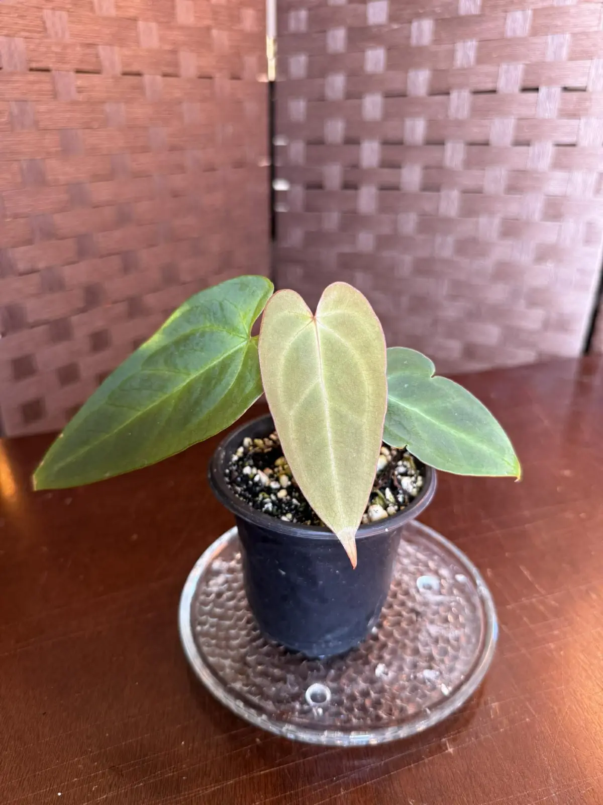 Anthurium Papillilaminum x Warocqueanum - Image 8