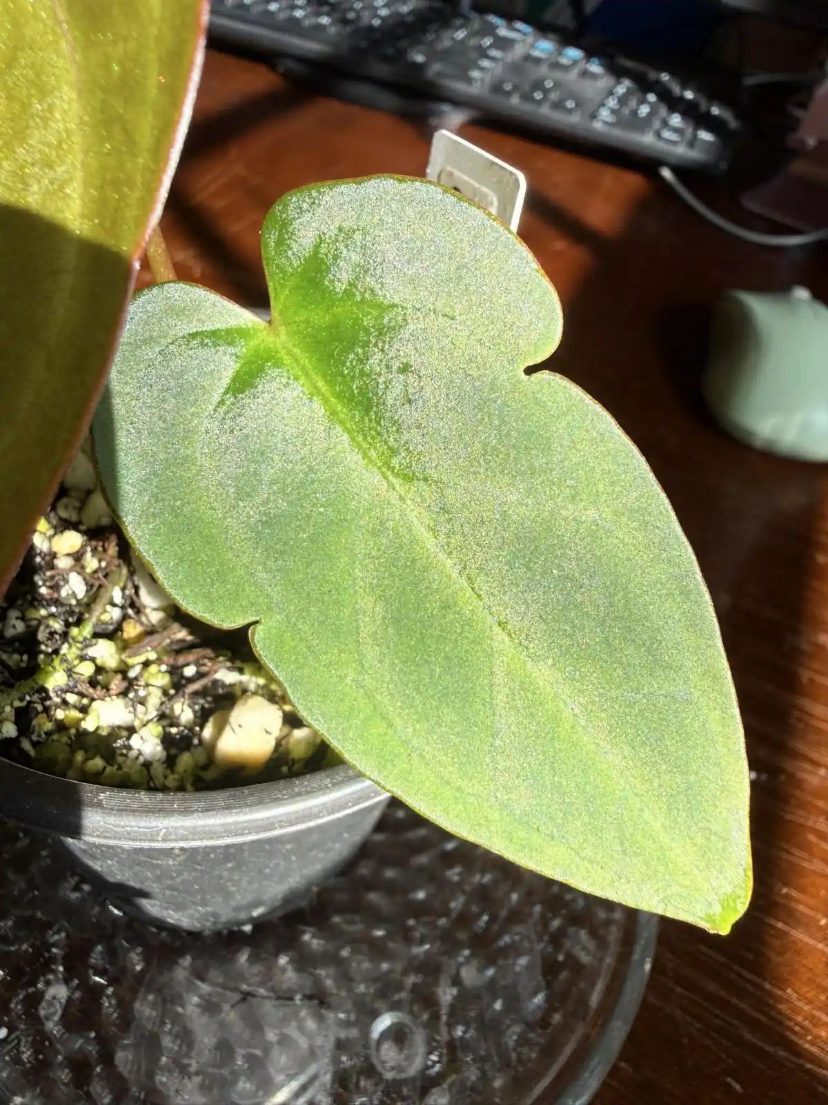 Anthurium Papillilaminum x Warocqueanum - Image 3