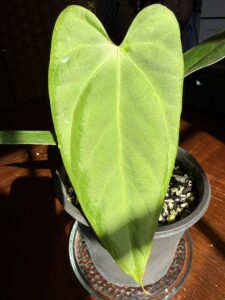 Anthurium Portillae x Fort Sherman