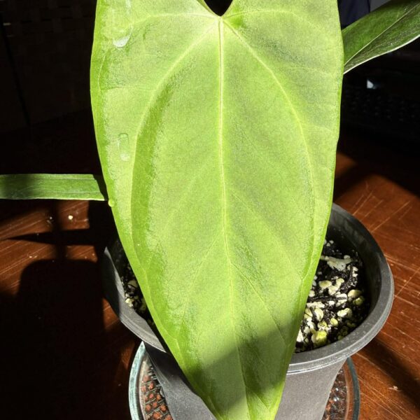 Anthurium Portillae x Fort Sherman