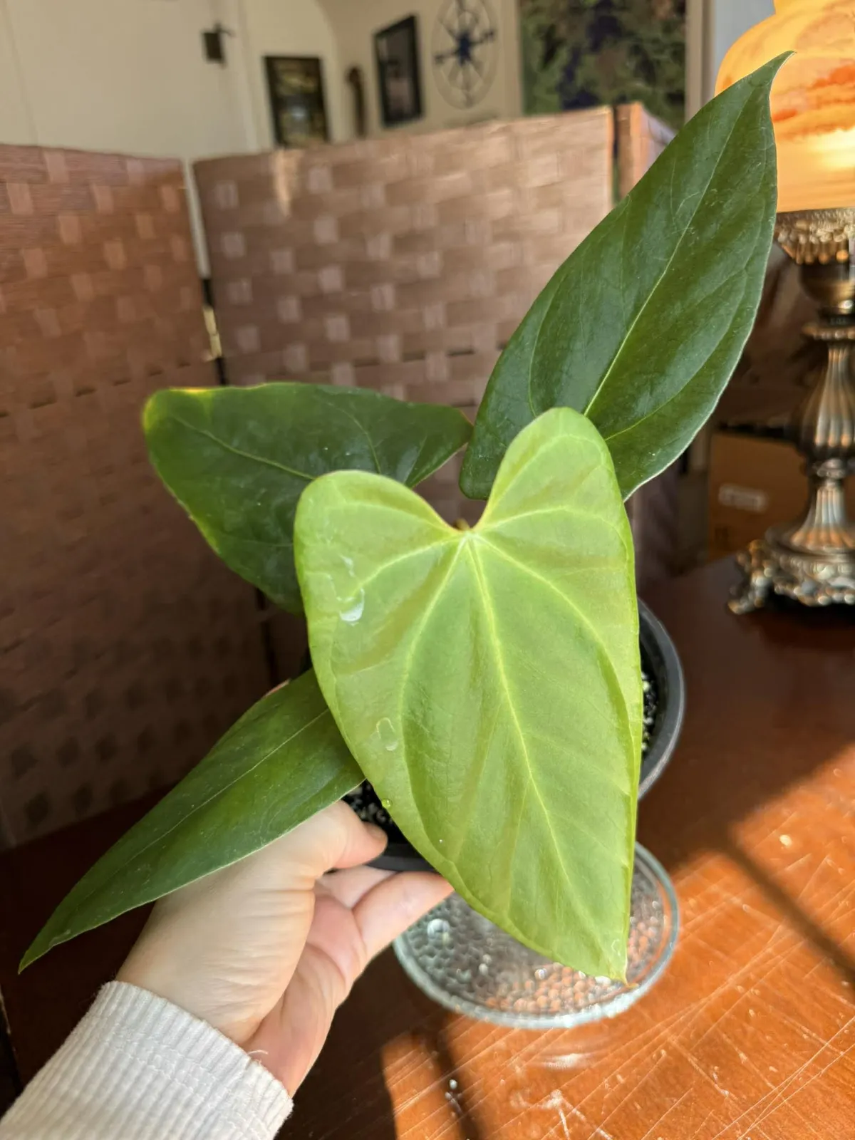 Anthurium Portillae x Fort Sherman - Image 3