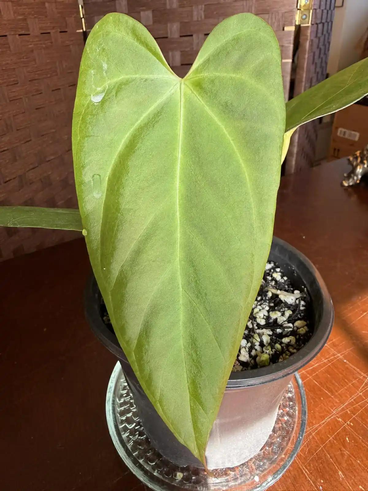 Anthurium Portillae x Fort Sherman - Image 4