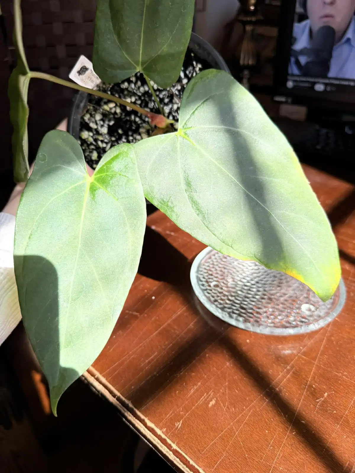 Anthurium Portillae x Fort Sherman - Image 5