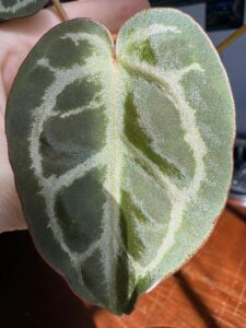 Anthurium Silver Blush x NSE Red Crystal