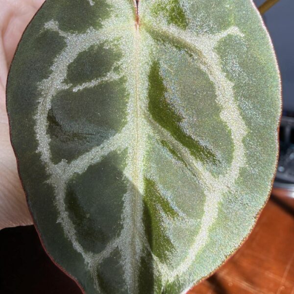 Anthurium Silver Blush x NSE Red Crystal