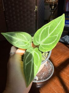 Anthurium Silver Blush x Velvet Mask