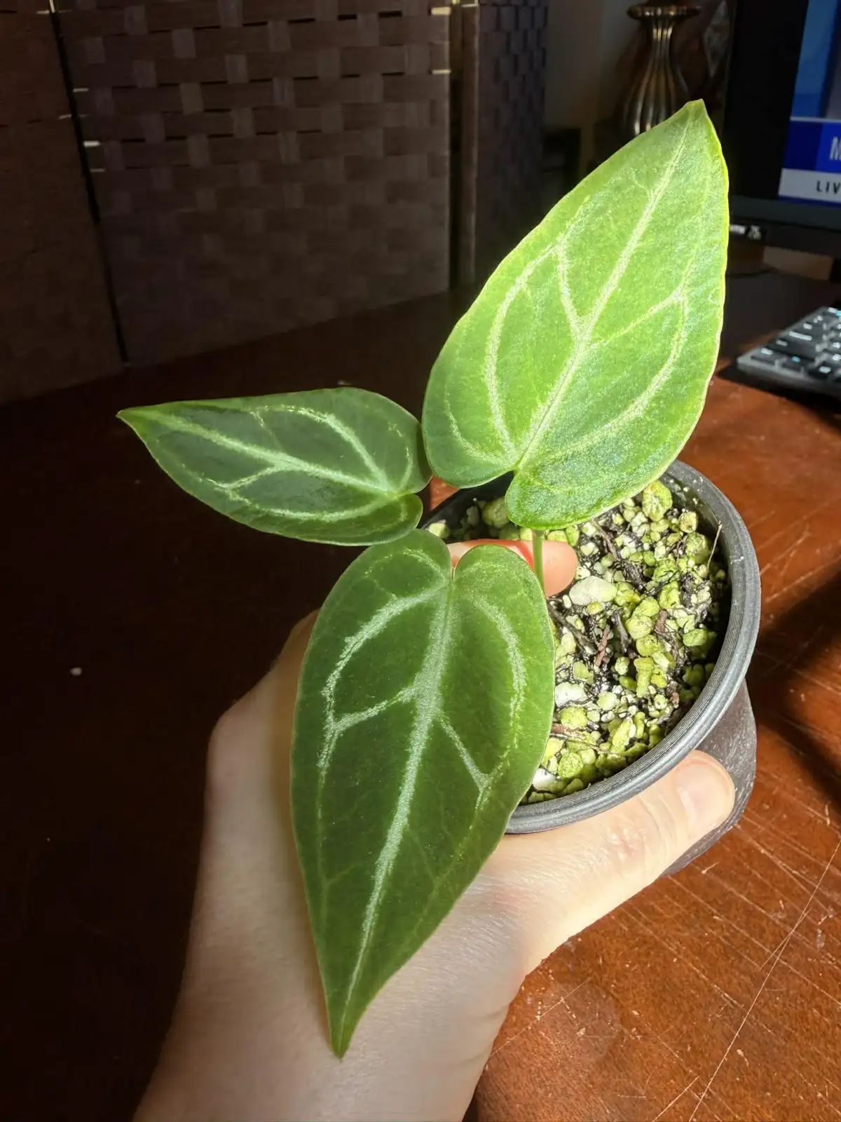 Anthurium Silver Blush x Velvet Mask - Image 2