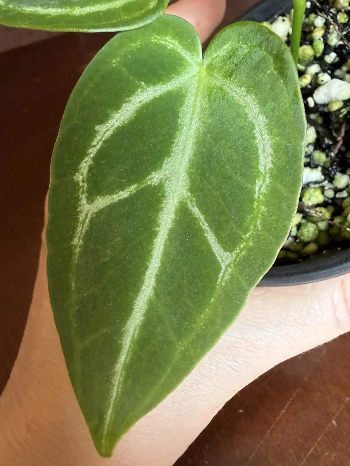 Anthurium Silver Blush x Velvet Mask - Image 3