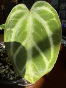 Anthurium Silver Butterfly Hybrid