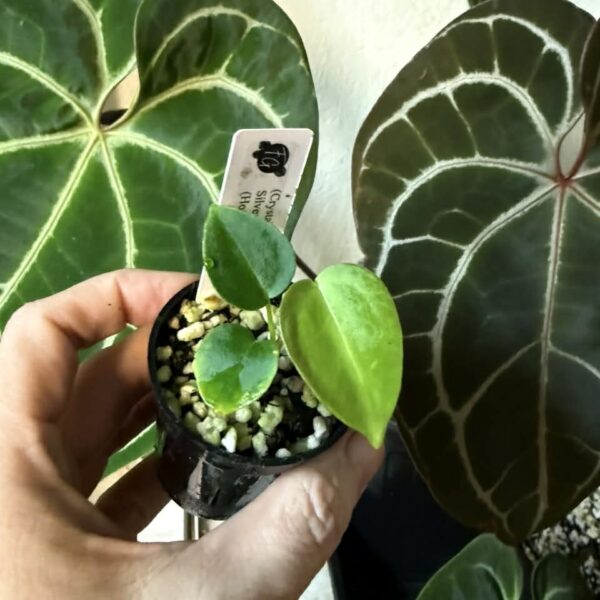 Anthurium Seedling – (Crystal x Dark Silver) x (Hoffmannii x Self)