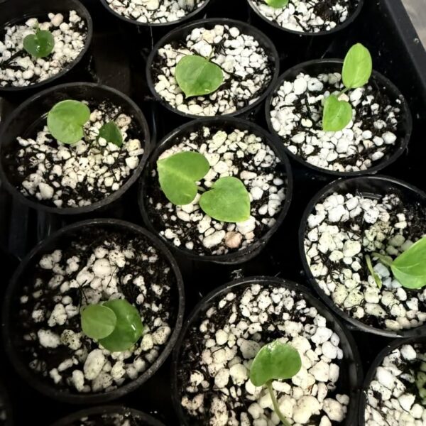 Anthurium Seedling – Indo Pap x Silver Butterfly Hybrid