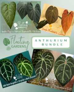 Anthurium - Four Seedling Bundle