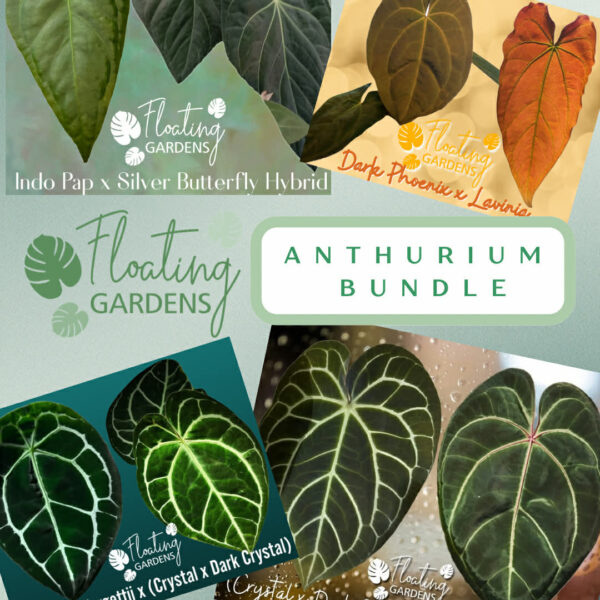 Anthurium – Four Seedling Bundle
