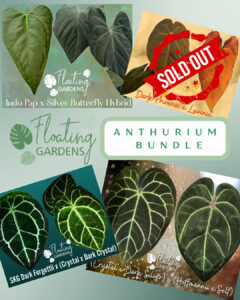 Anthurium Seedling Bundle
