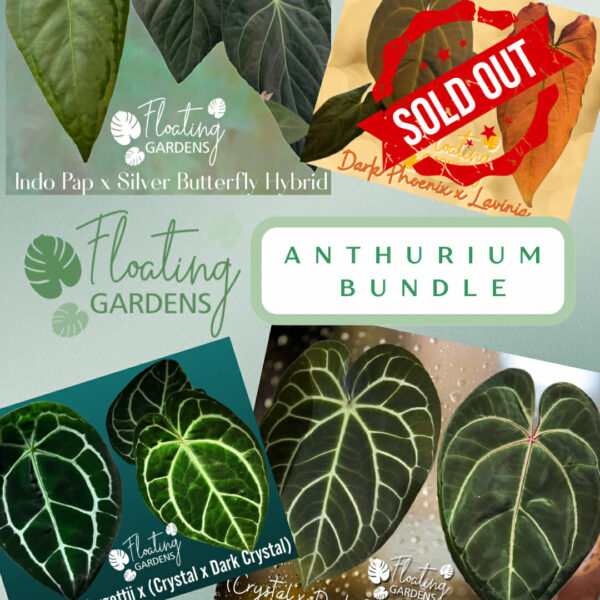 Anthurium Seedling Bundle