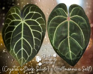 Anthurium (Crystal x Dark Silver) x (Hoffmannii x Self)