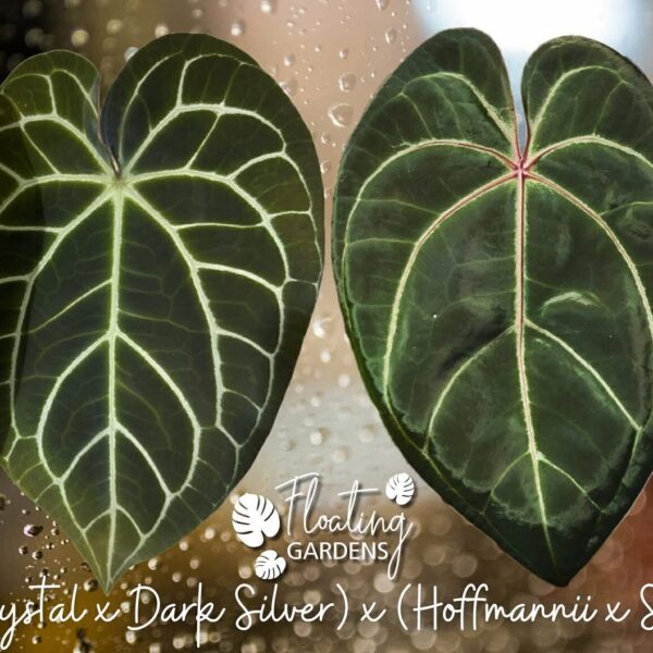 Anthurium Seedling – (Crystal x Dark Silver) x (Hoffmannii x Self)