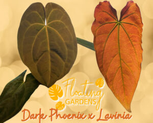 Anthurium Seedling - Dark Phoenix x Lavinia