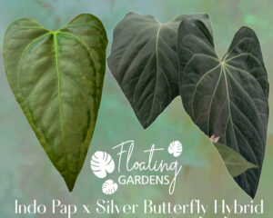 Anthurium Indo Papillilaminum x Silver Butterfly Hybrid
