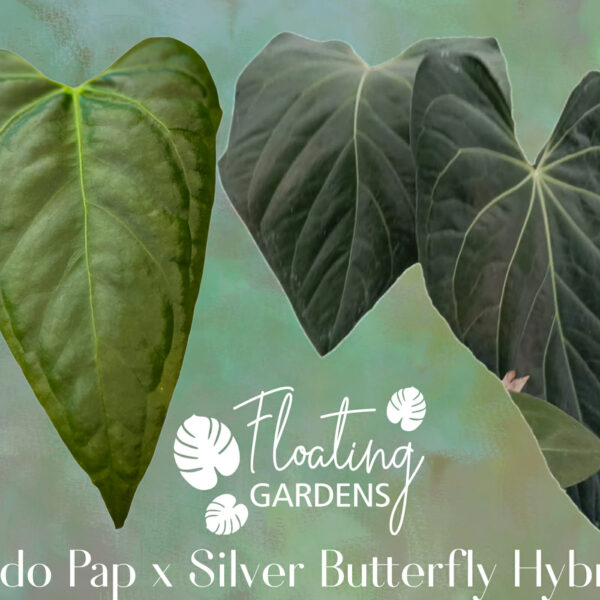 Anthurium – Four Seedling Bundle