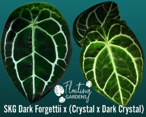 Anthurium SKG Dark Forgettii x (Crystal x Dark Crystal)