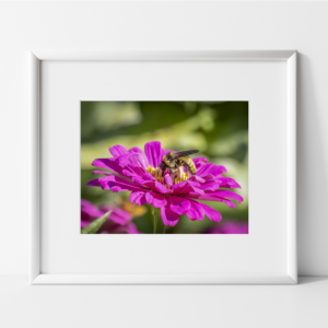close up photograph of a bee on a fuschia zinnia flower