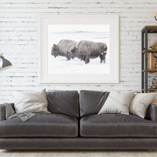 Two Bison in Yellowstone Photography Print